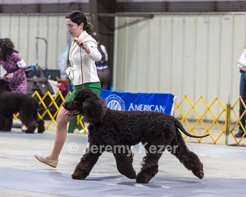09 - GCH CH POOLE'S IDE RIPTIDE RI DS CGC (Rip)