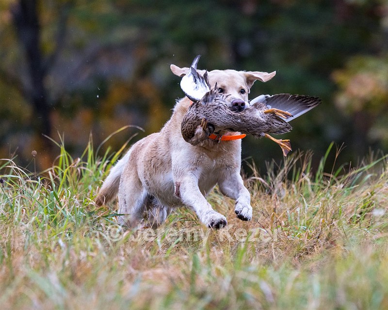 Strider Salemme