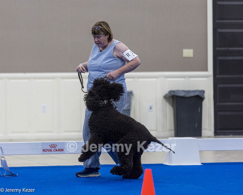 R15 - GCH CH LANDACRE'S NORDIC SAILOR DN CGC TKI