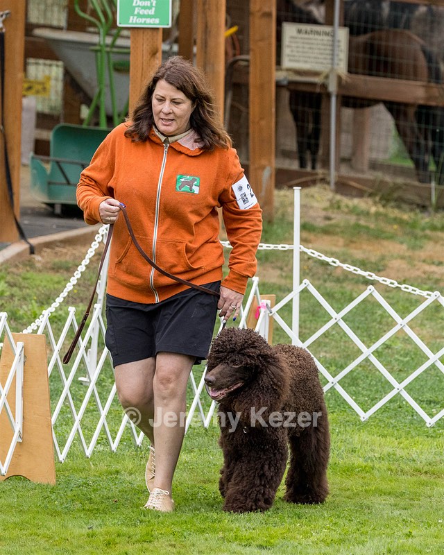 2304 - GCH CH BREKKON'S FIRST MARK BN RN CGC TKN (Hunny)
