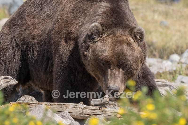 Grizzly & Wolf Discovery Center, West Yellowstone