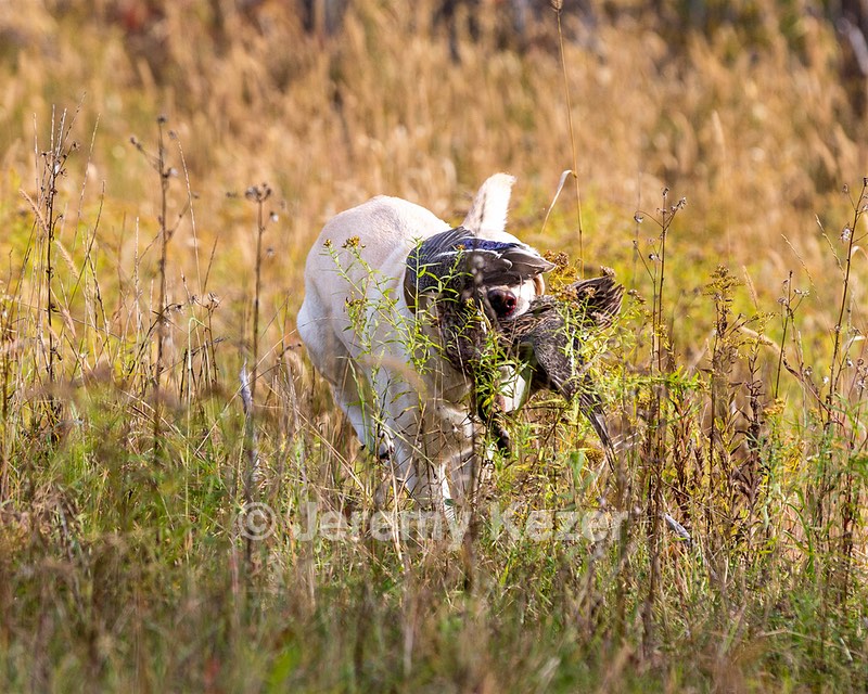 Meadowmere's Annisquam JH WC CGC (Annie)