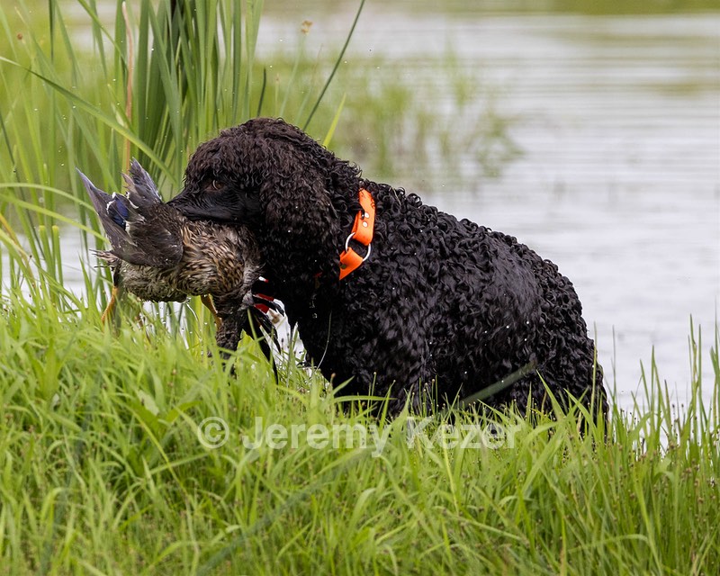 Ghillie Kezer