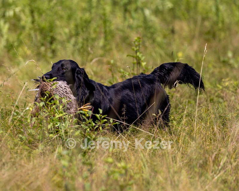 Ziva