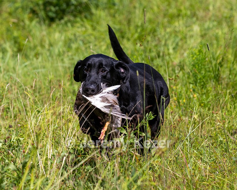 Mowgli
