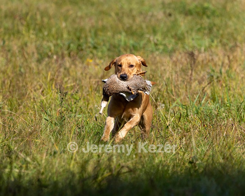 Seamus Firisin