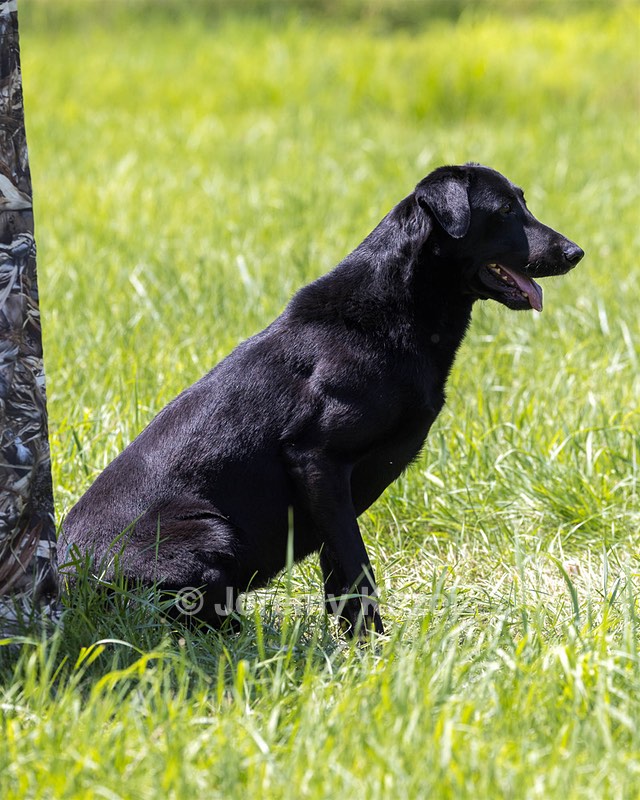 Cane Robichaud