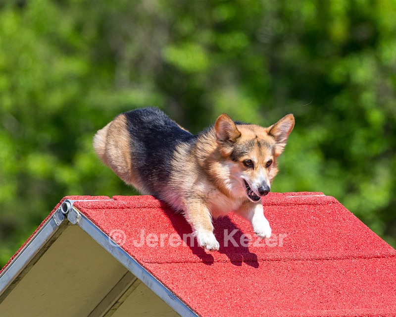 Reddy Stephens