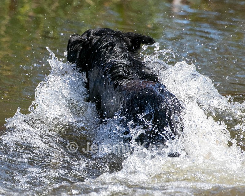 Splash