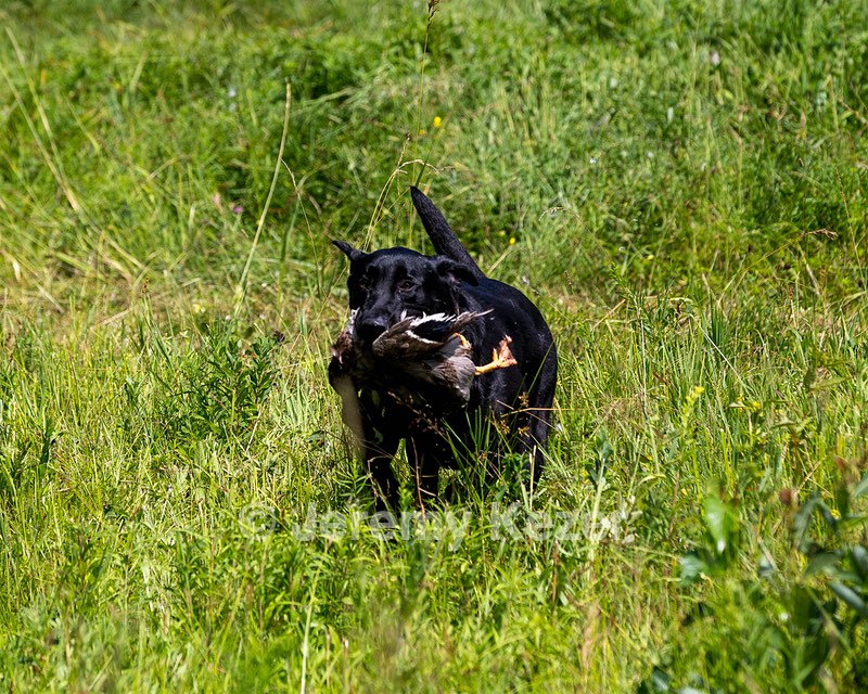 Mowgli