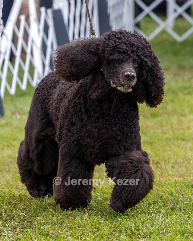 20 - GCHS CH POOLE'S IDE SAY NO MORE OHS CD RE JH DS (Simone)