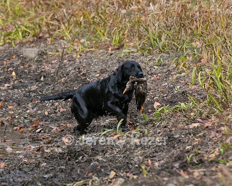 Twig