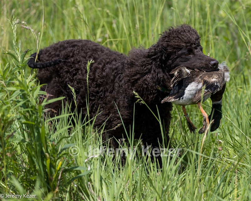 Ghillie Kezer