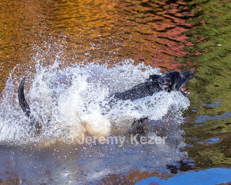 River Woodfall