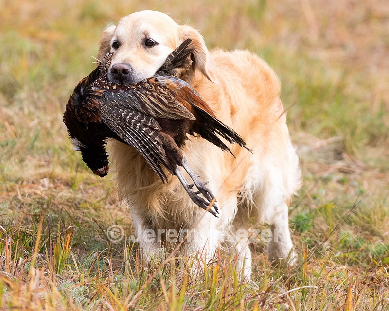 Ghillie