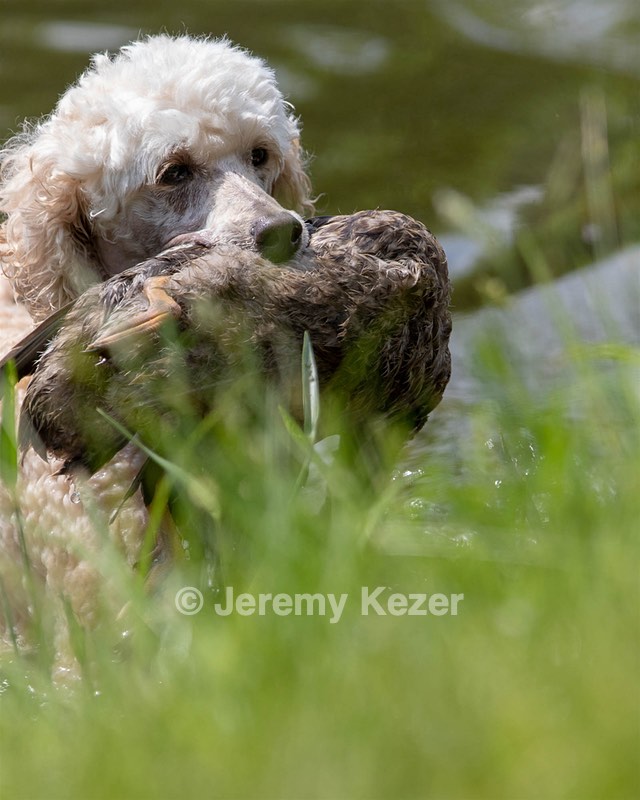 Kermit Mitchell