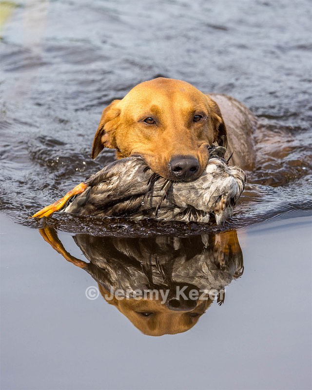 Gauge Kilby