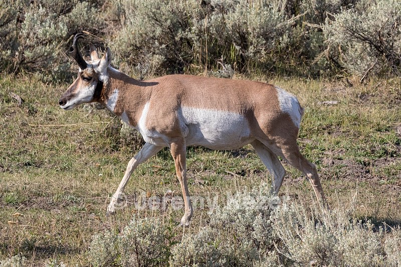 Yellowstone National Park