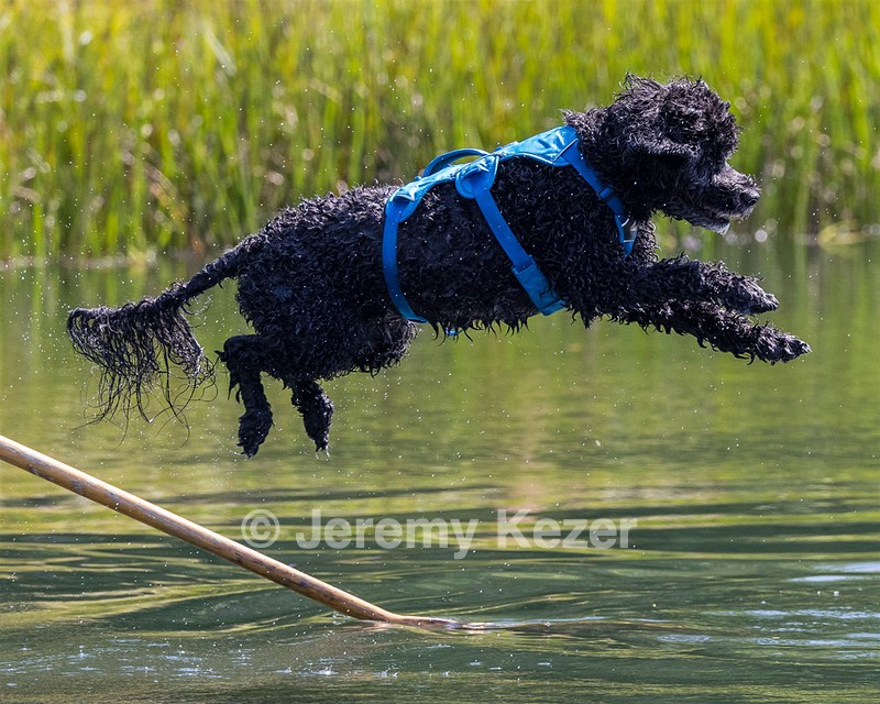 Fenwick Kutner