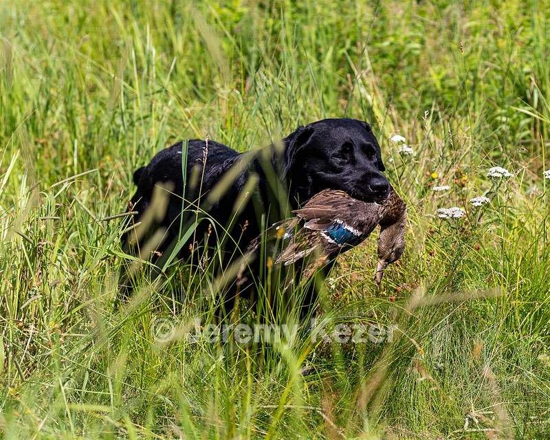 Scout