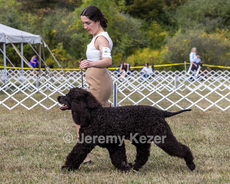 20 - Poole's Ide The More The Merrier RN DN CGC (Hattie)