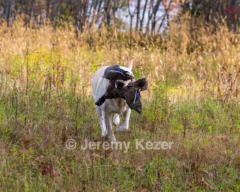 Meadowmere's Annisquam JH WC CGC (Annie)