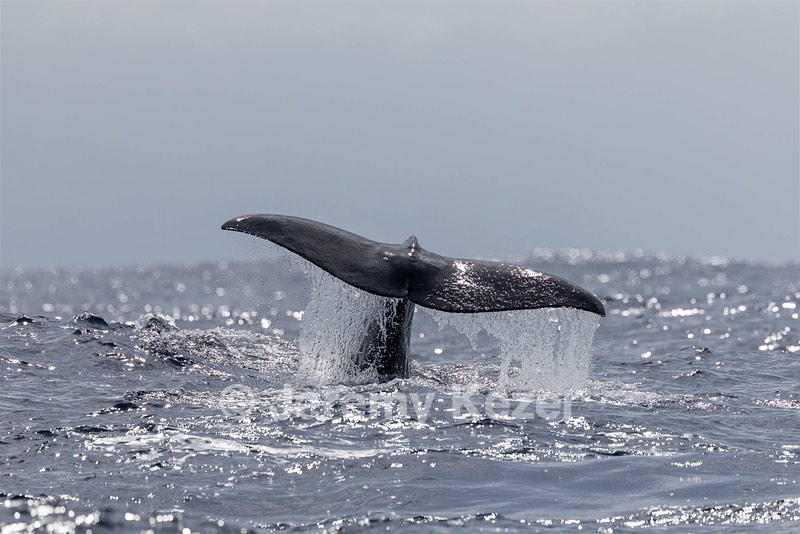 Sperm Whale