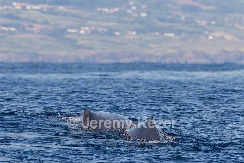 Sperm Whale