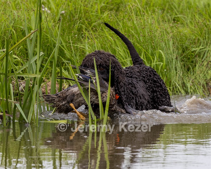 Ghillie Kezer