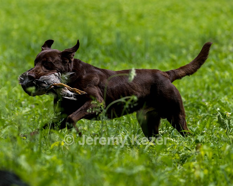 Moose Molle