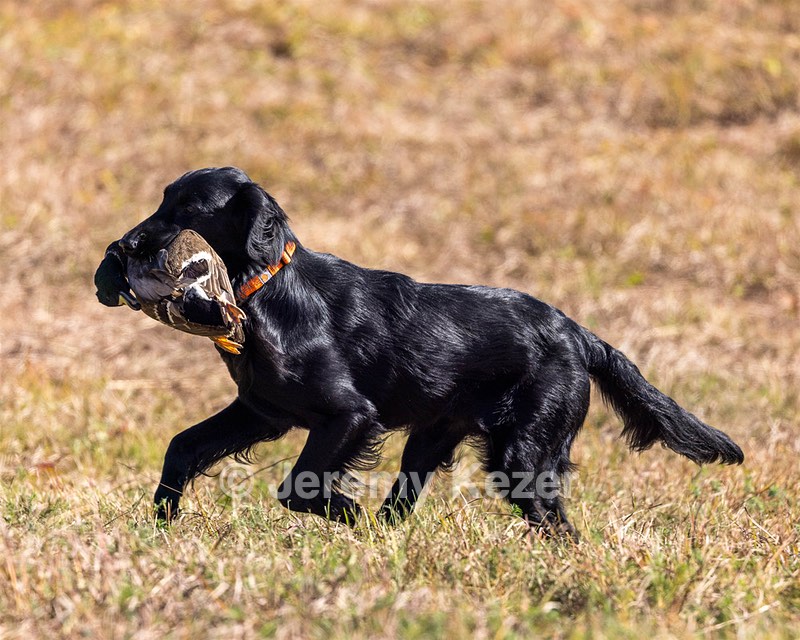 Kibo Juza
