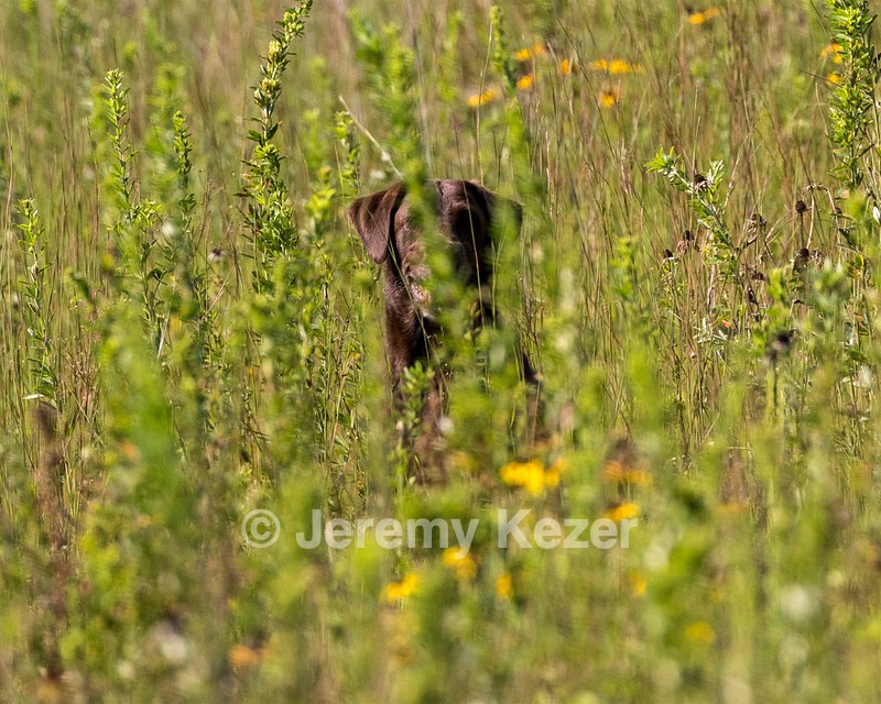 Hershey Mizak