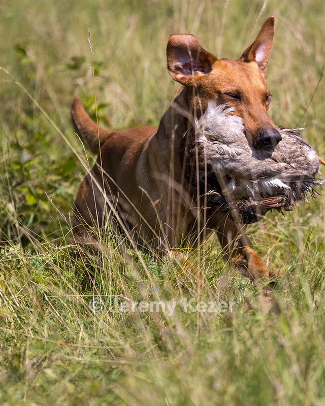 Gauge Kilby