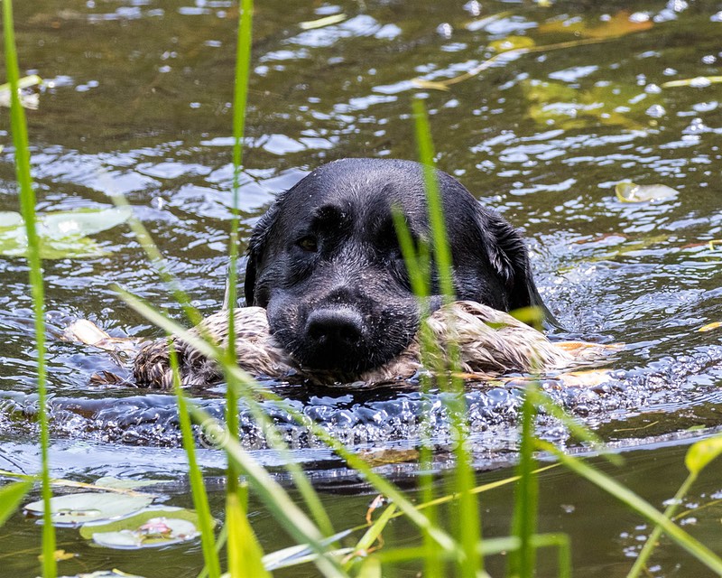 Scout