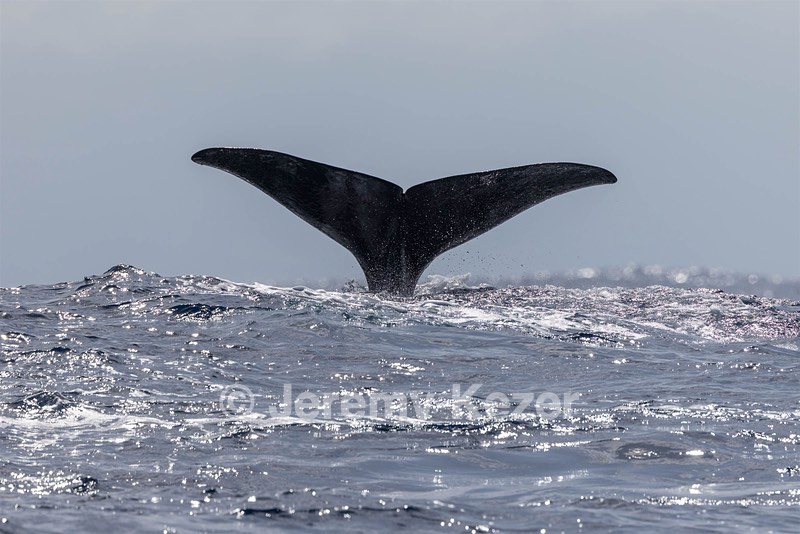 Sperm Whale