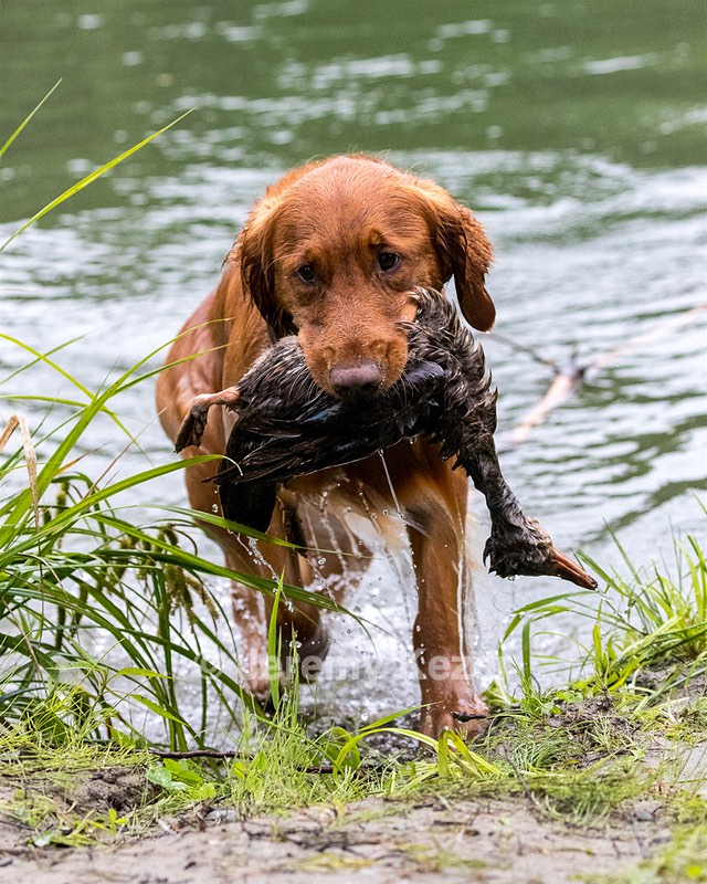 Camo Smollin