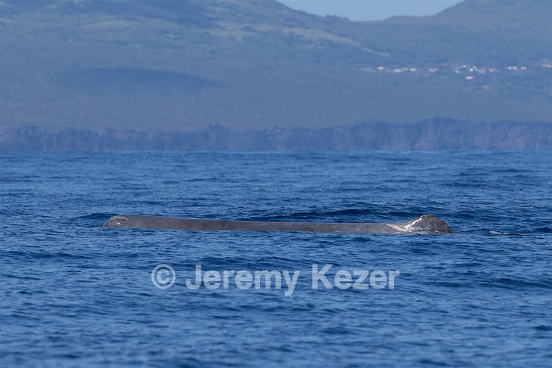 Sperm Whale