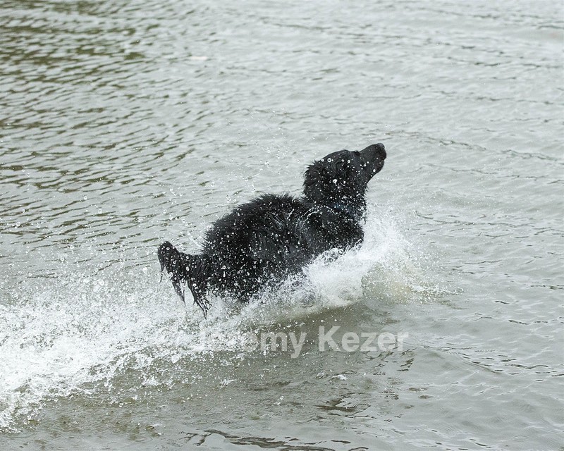 Splash