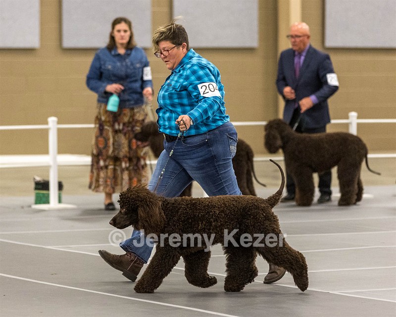 204 - CH Brekkon’s Brown Eyed Girl At Flintcrest DJ CGC TKN FTI
