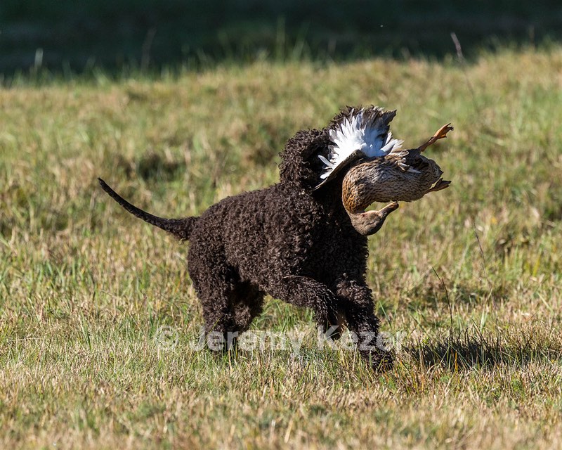 Ghillie Kezer