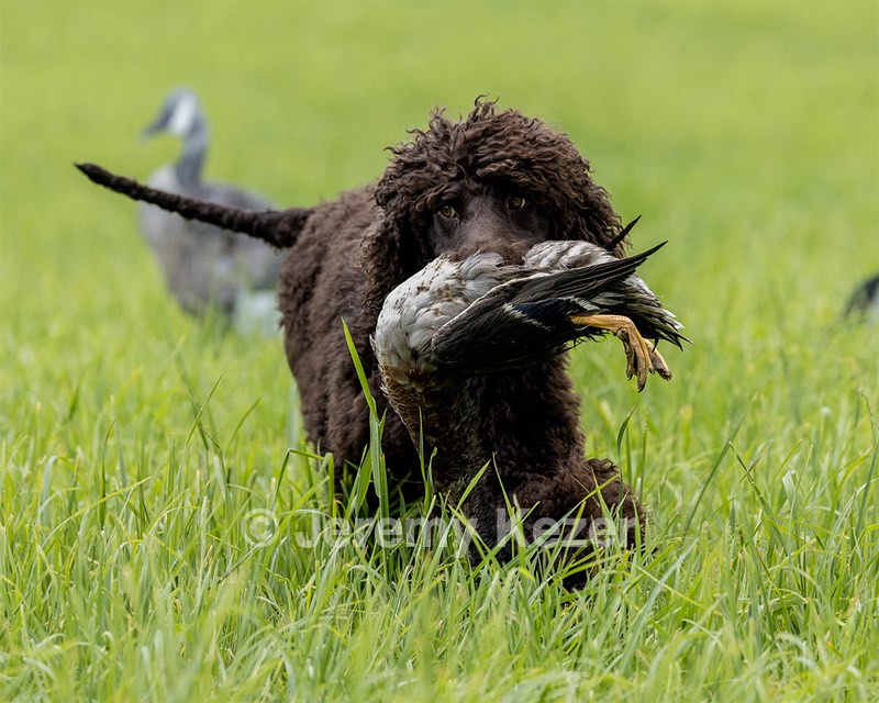 Ghillie Kezer