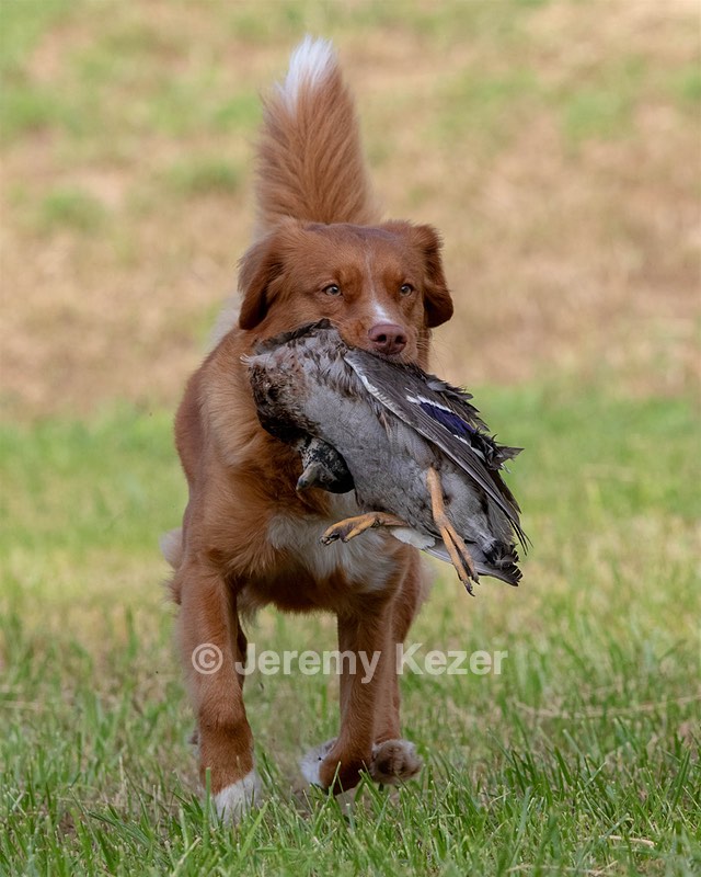 Ganser Baillargeon