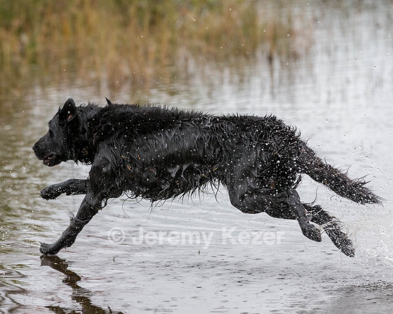 Splash Nettleton-Smilas