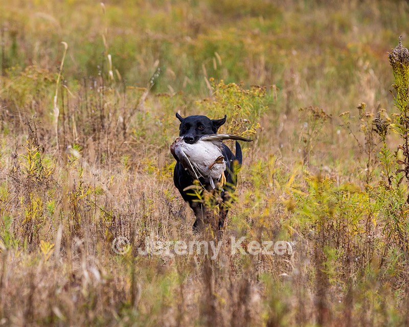 Iowa Pointing Labs Messinger's Kel (Kel)
