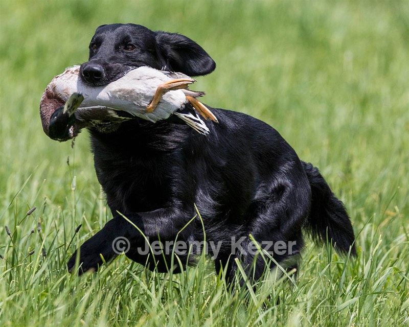 Hunter Law