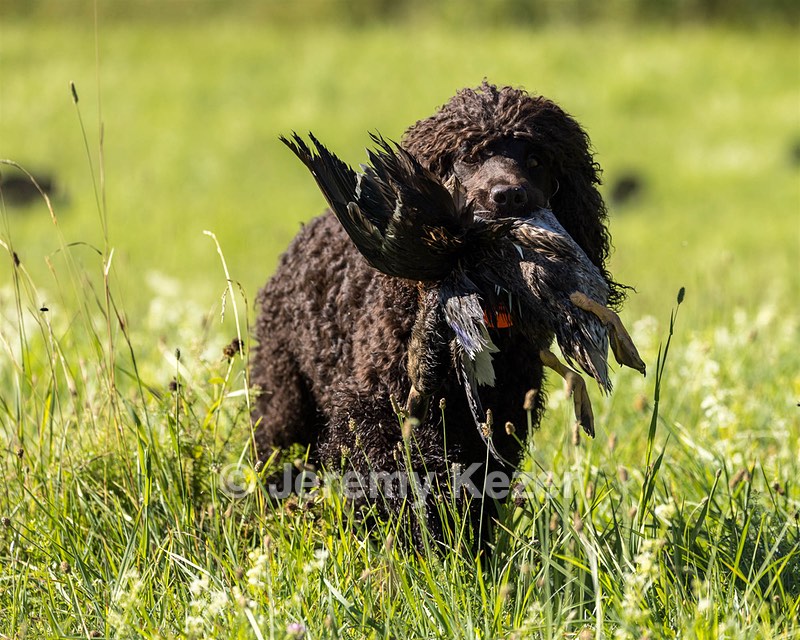 Ghillie Kezer