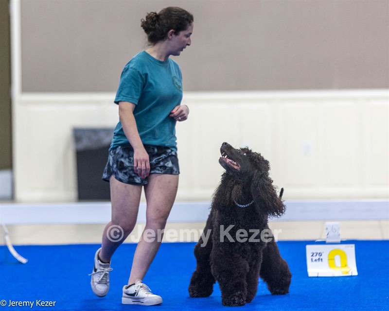 R29 - GCHS CH POOLE'S IDE SAY NO MORE CD RN JH DS CGC TKI