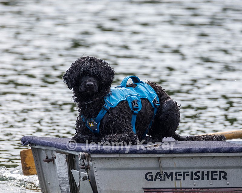 Boaty Bellicose