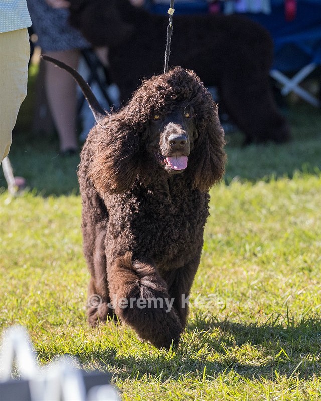 09 - GCH CH POOLE'S IDE DARK KNIGHT RN CGC TKN ATT (Oscar)
