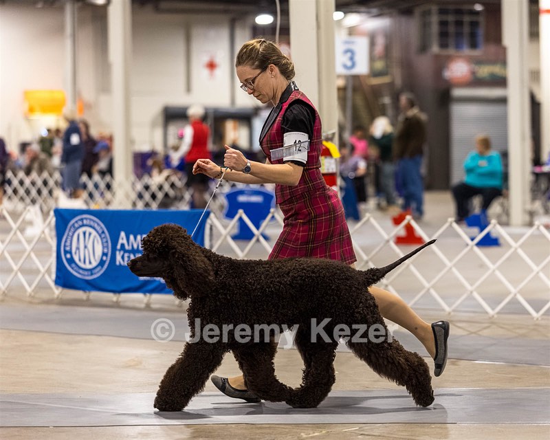 12 - GCH EPIK'S IN OMNIA PARATUS CGC ATT BCAT (Myna)